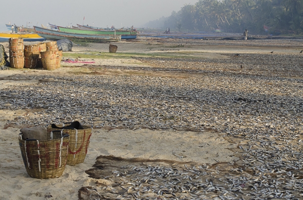 Kerela’s fisheries: Times, they are a changing 1 Kerela’s fisheries: Times, they are a changing - Documentary Storytellers