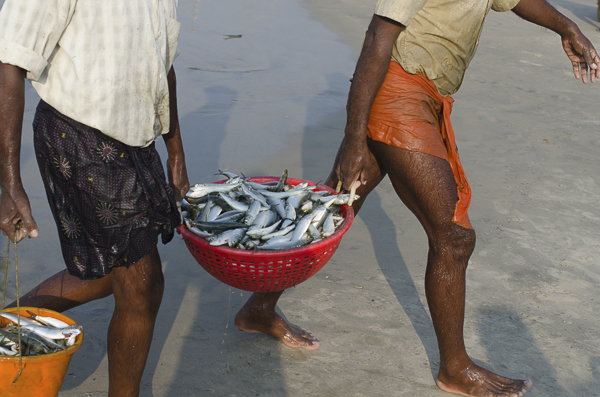 Kerela’s fisheries: Times, they are a changing - Documentary Storytellers
