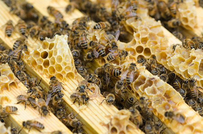 Saving the Waggle Dance - Urban beekeeping in London - Documentary Storytellers