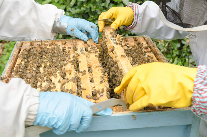 Saving the Waggle Dance - Urban beekeeping in London 1 Rebecca Enderby - Saving the Waggle Dance - Urban Beekeeping in London